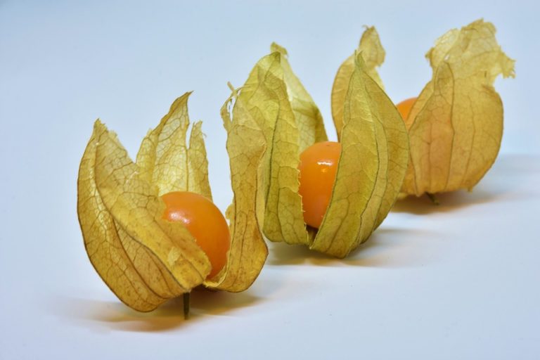 Mochyně