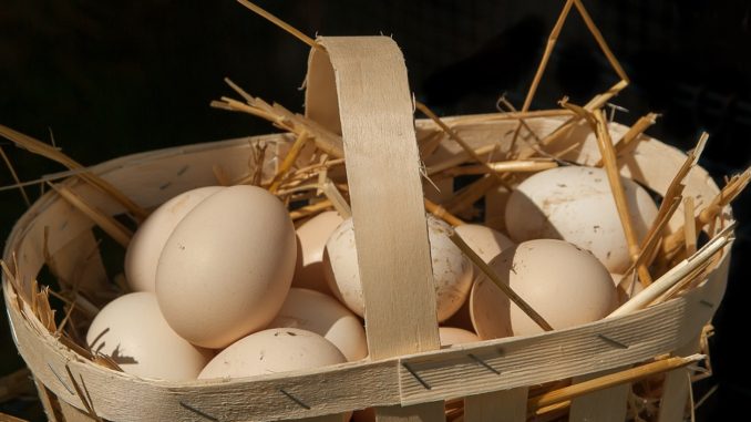Zdravá vajíčka z domácího chovu si pořizuje stále více domácností