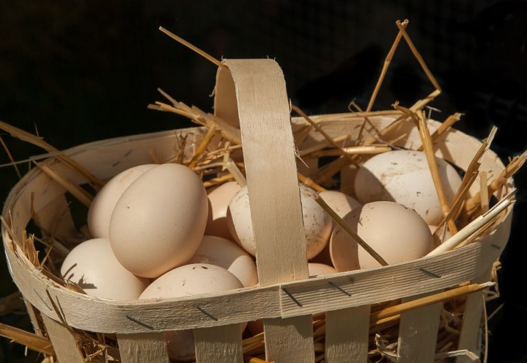 Zdravá vajíčka z domácího chovu si pořizuje stále více domácností