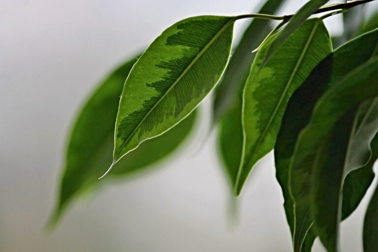 Jak pěstovat ficus benjamina?