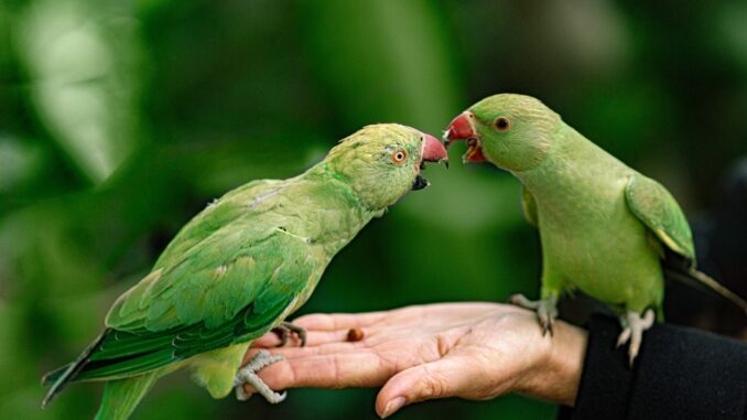Jaké papoušky je možné ochočit?