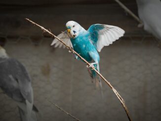 Jaké druhy papoušků je vhodné kombinovat ve venkovní voliéře?