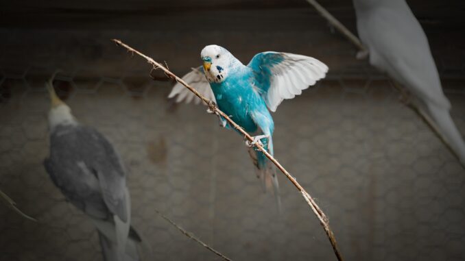 Jaké druhy papoušků je vhodné kombinovat ve venkovní voliéře?